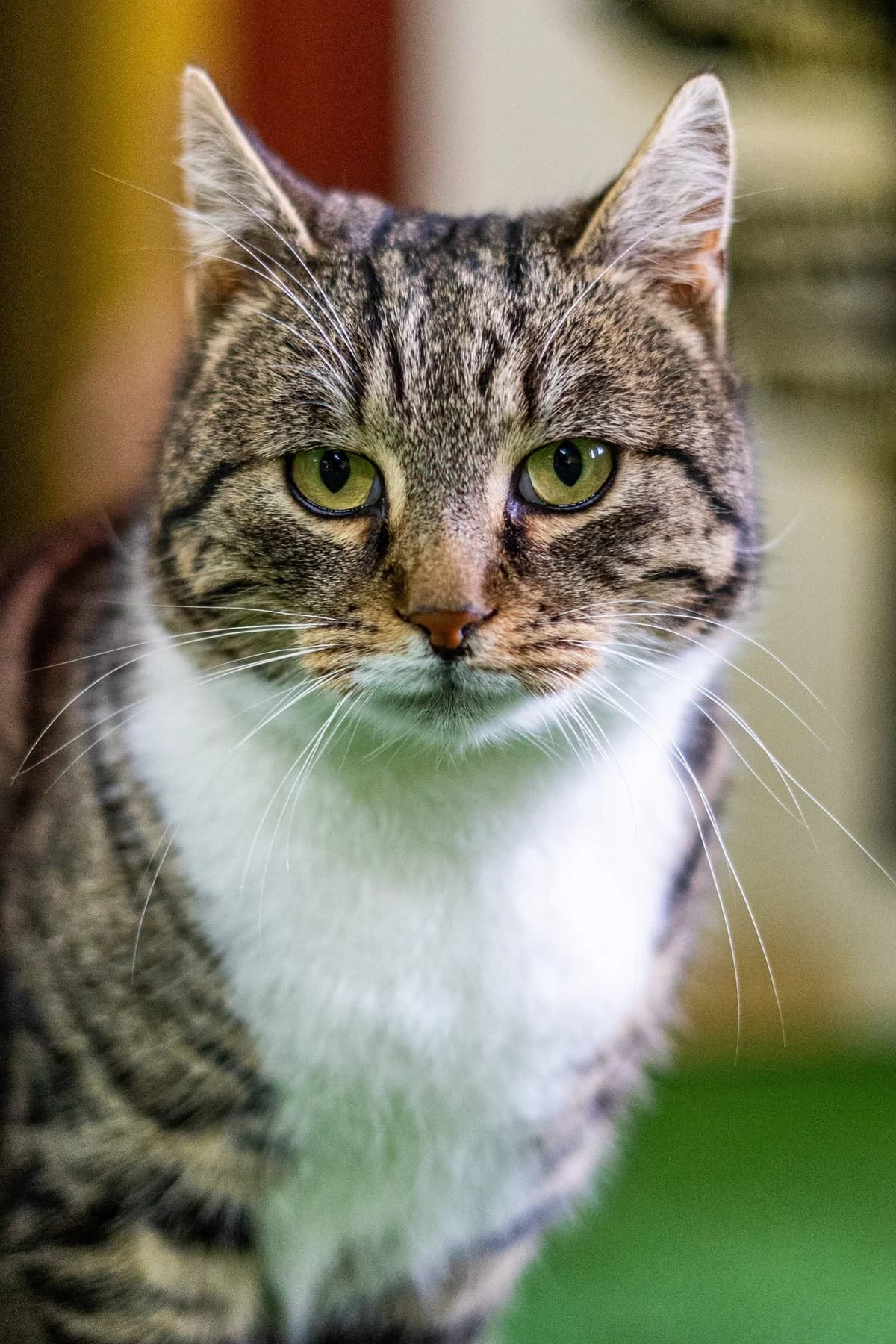 Pascal, male Mixed Breed for adoption at Cesta za domovom — photo 7 of 11