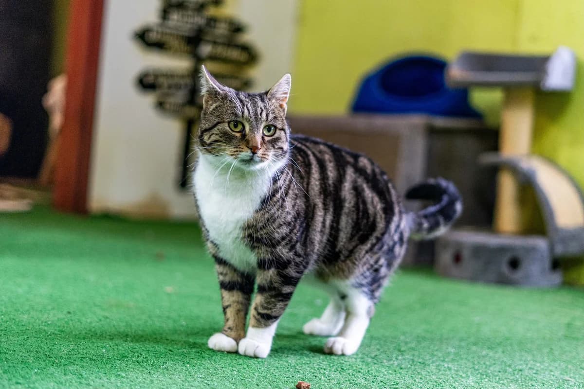 Pascal, male Mixed Breed for adoption at Cesta za domovom — photo 8 of 11