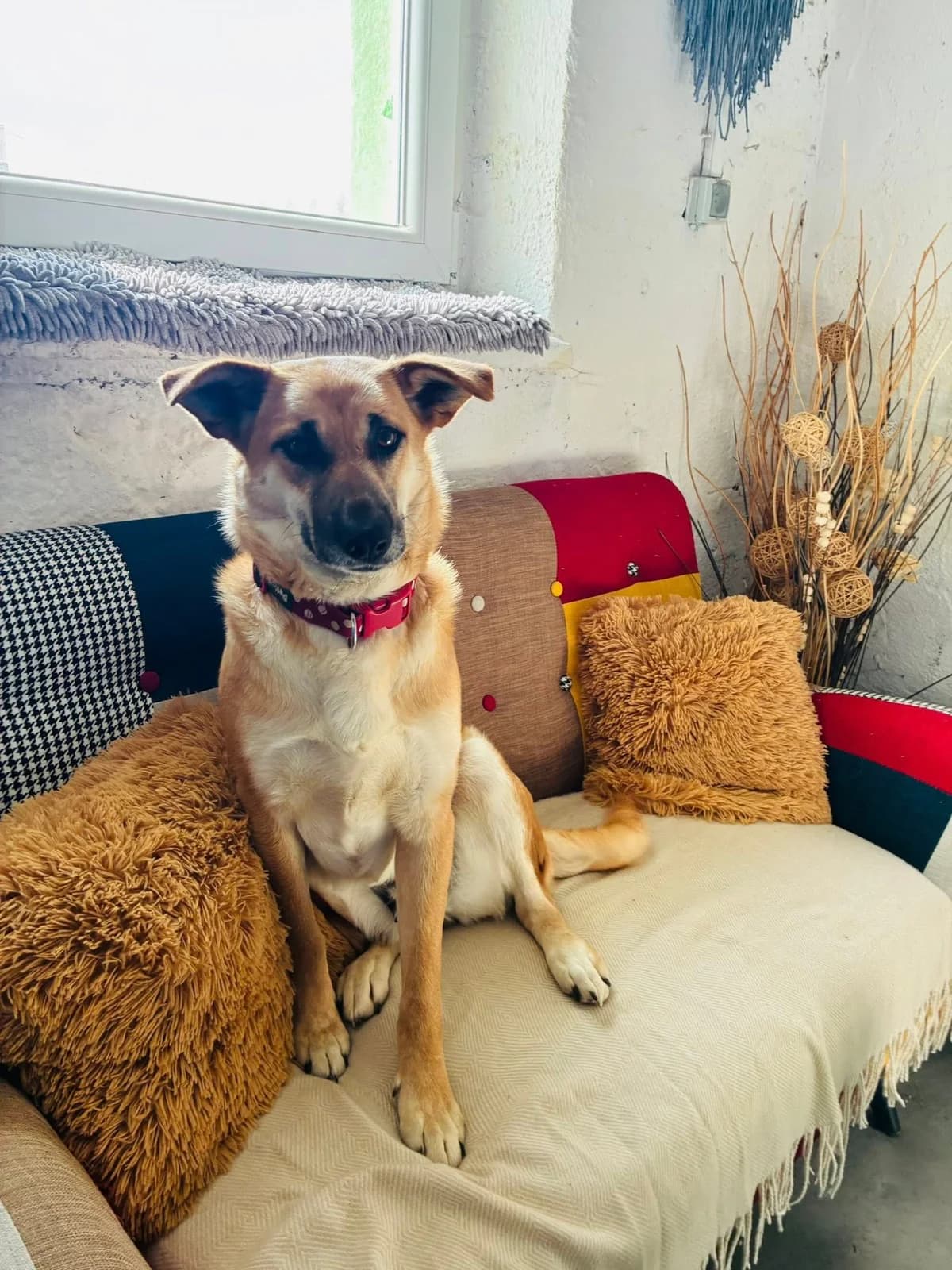 Pita, female 3yo Mixed Breed for adoption at Cesta za domovom