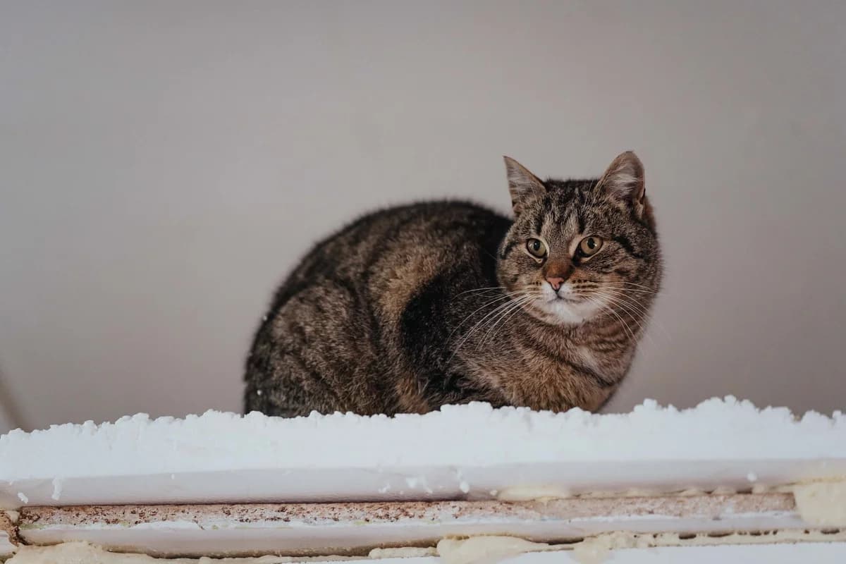 Poppy, female senior Mixed Breed for adoption at Cesta za domovom