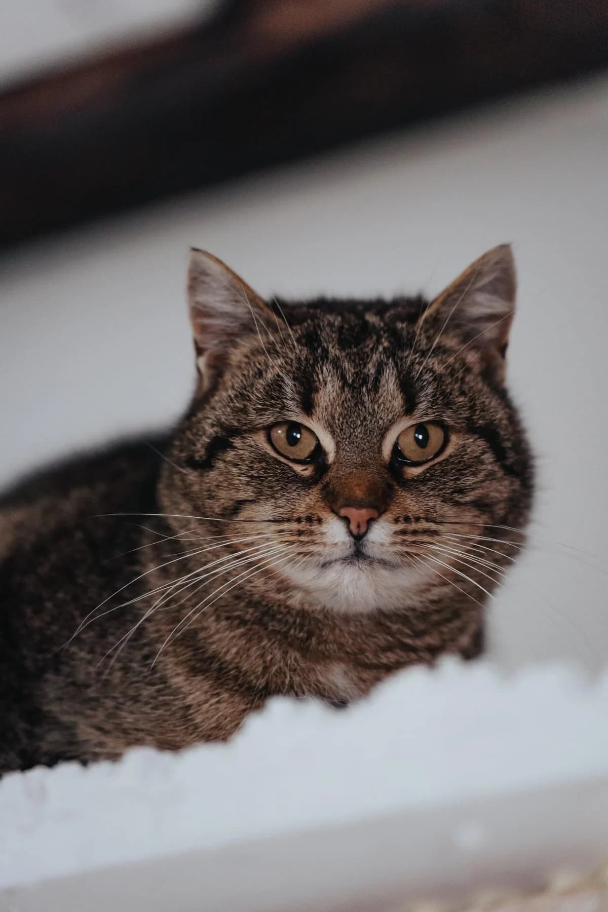Poppy,, female Mixed Breed for adoption at Cesta za domovom — photo 2 of 10