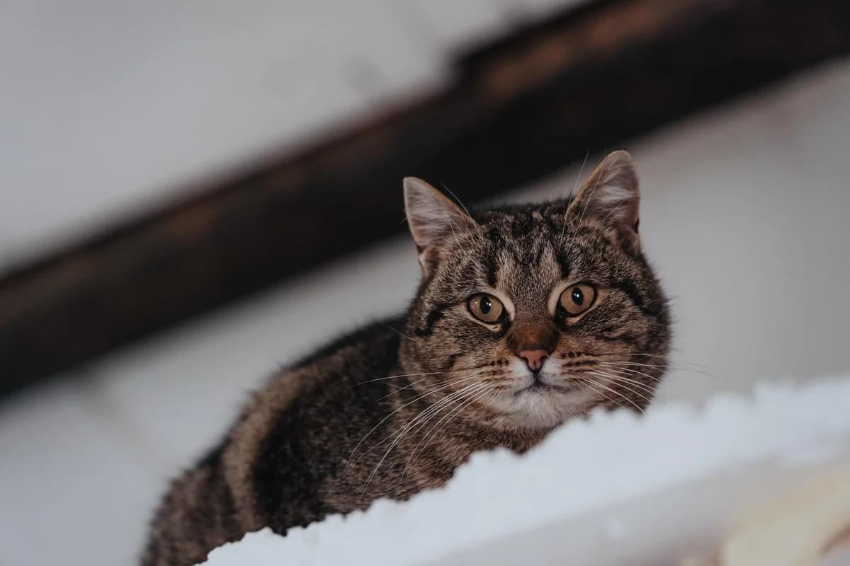 Poppy,, female Mixed Breed for adoption at Cesta za domovom — photo 3 of 10