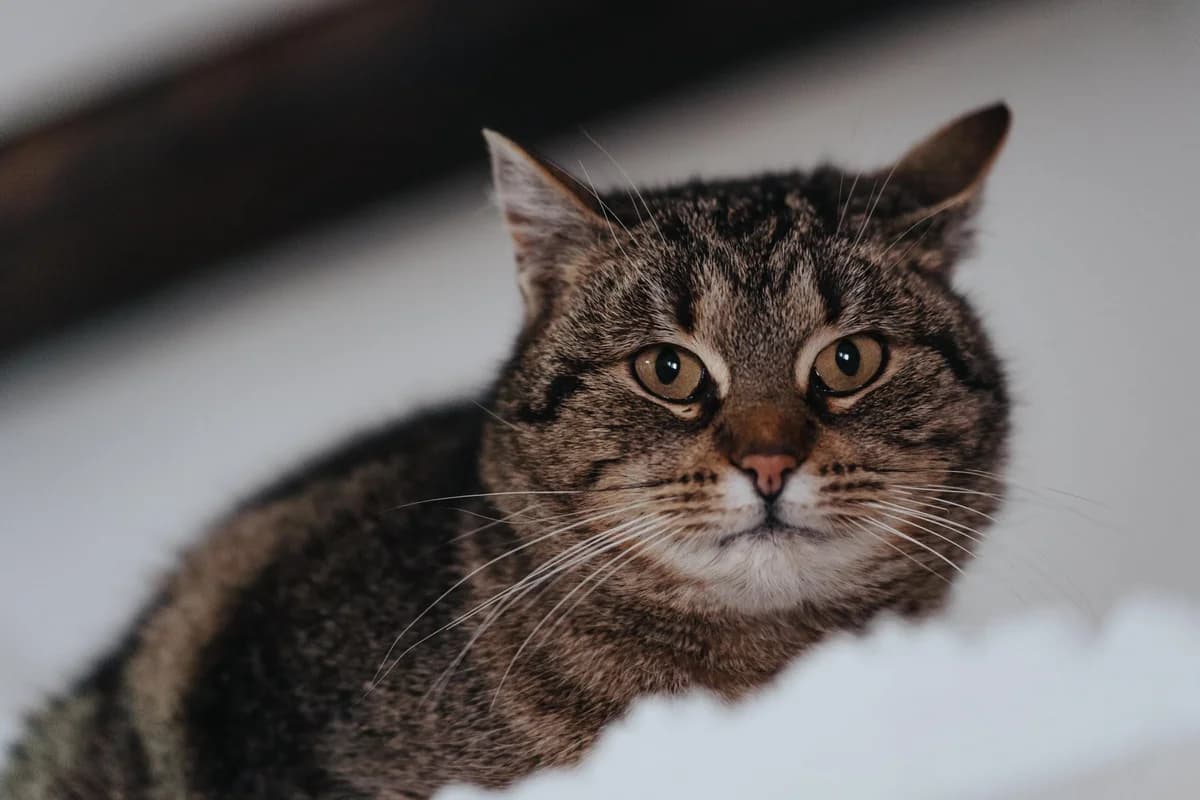 Poppy,, female Mixed Breed for adoption at Cesta za domovom — photo 4 of 10