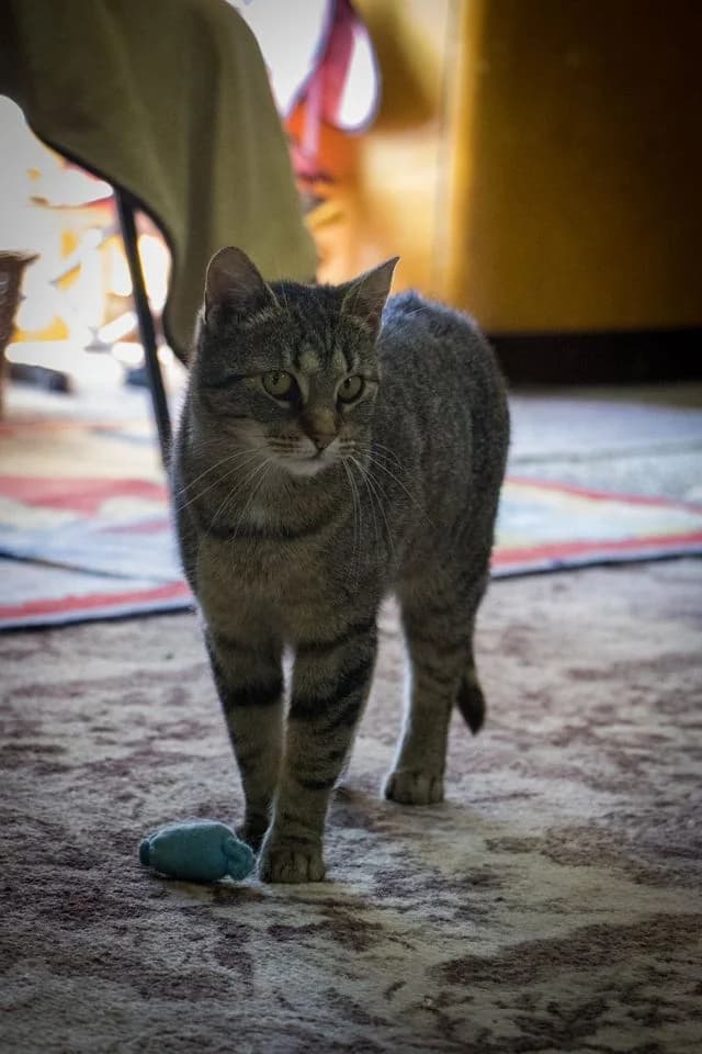 Poppy,, female Mixed Breed for adoption at Cesta za domovom — photo 5 of 10