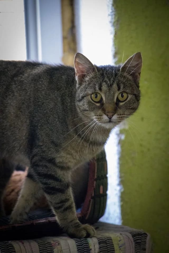 Poppy,, female Mixed Breed for adoption at Cesta za domovom — photo 6 of 10
