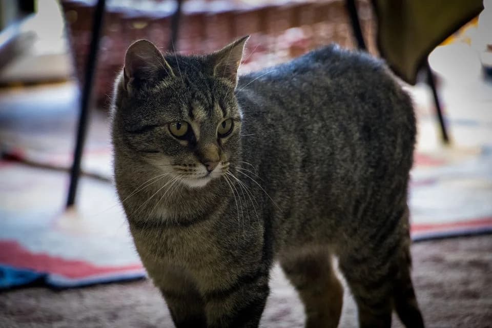 Poppy,, female Mixed Breed for adoption at Cesta za domovom — photo 7 of 10