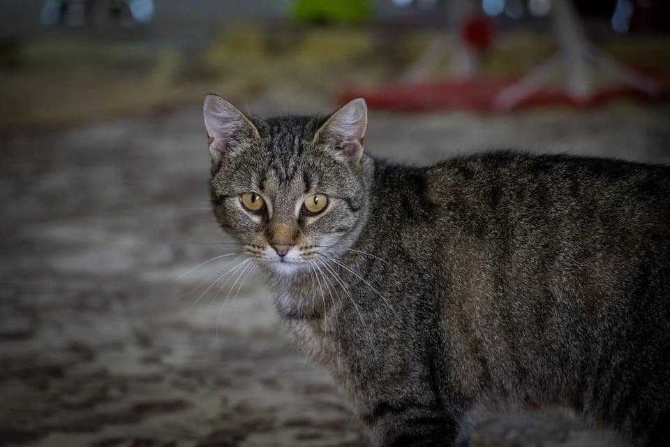 Poppy,, female Mixed Breed for adoption at Cesta za domovom — photo 8 of 10