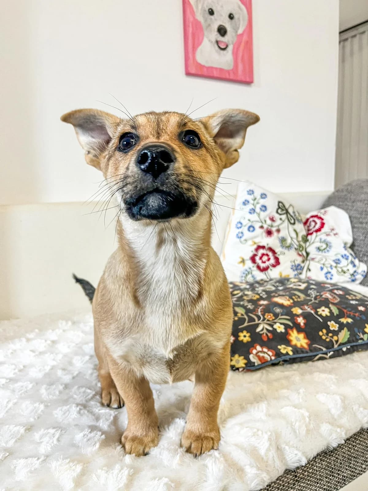 Puri, male Mixed Breed for adoption at Cesta za domovom