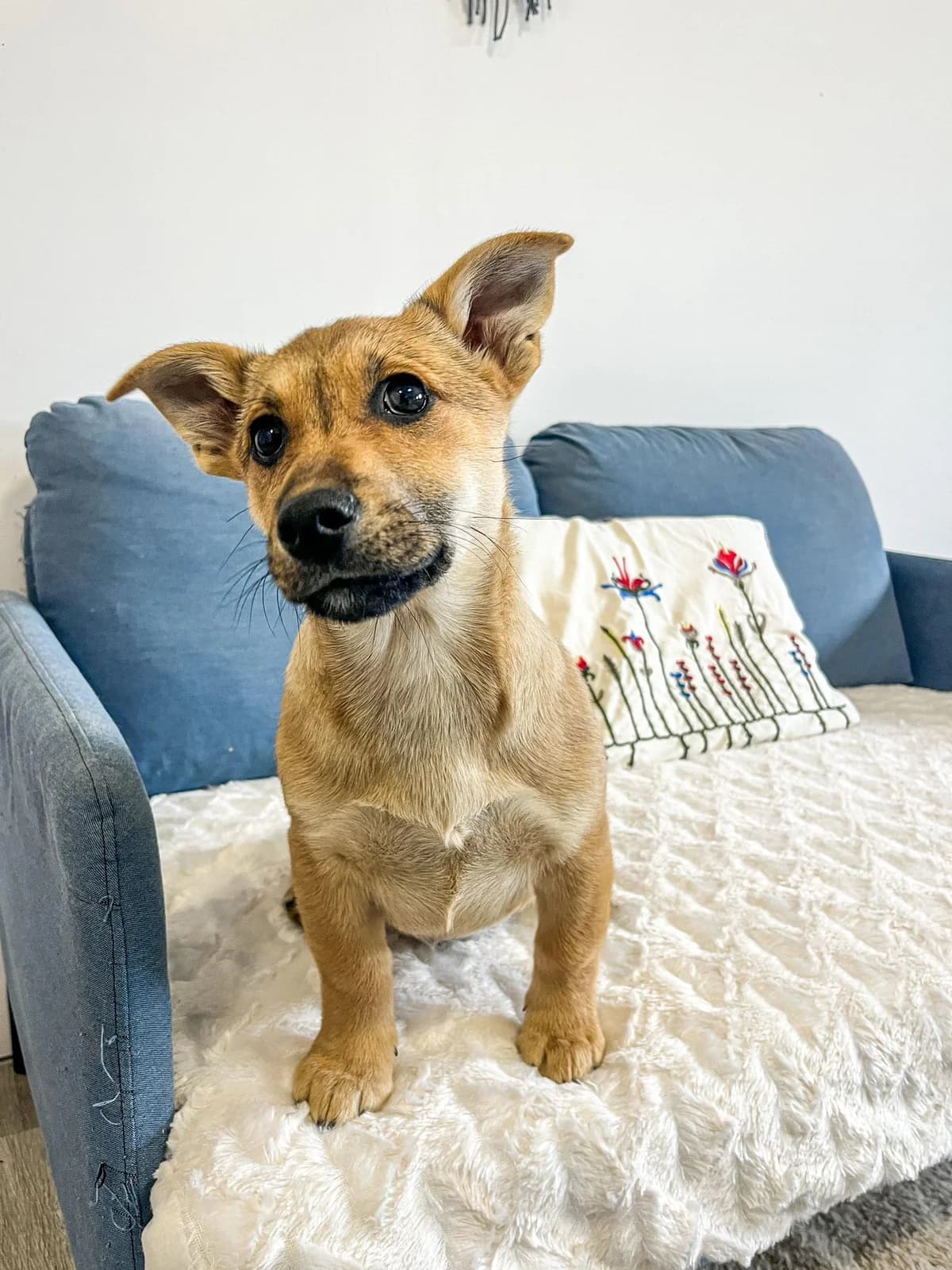 Puri, male Mixed Breed for adoption at Cesta za domovom — photo 2 of 11