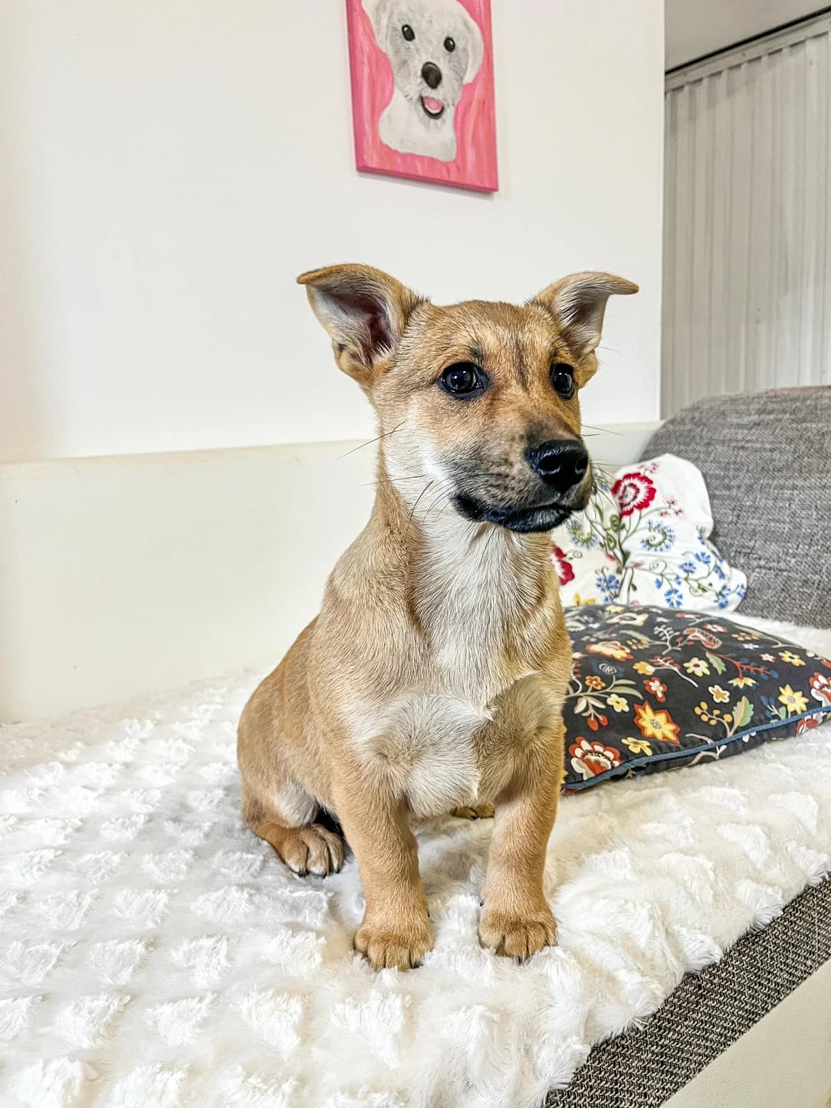 Puri, male Mixed Breed for adoption at Cesta za domovom — photo 3 of 11