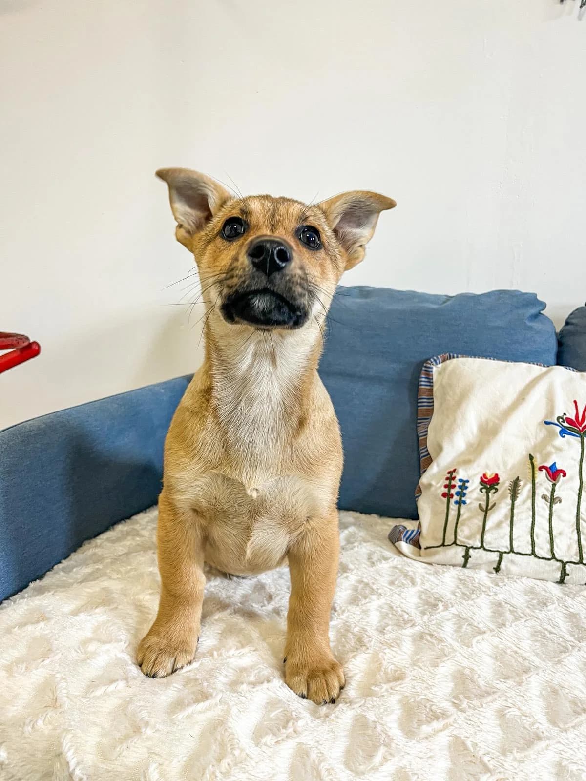 Puri, male Mixed Breed for adoption at Cesta za domovom — photo 4 of 11