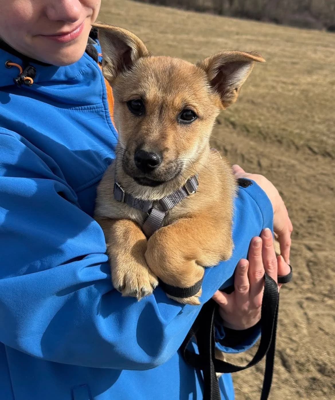 Puri, male Mixed Breed for adoption at Cesta za domovom — photo 5 of 11
