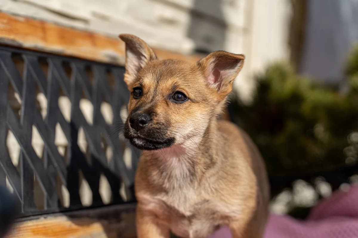 Puri, male Mixed Breed for adoption at Cesta za domovom — photo 6 of 11