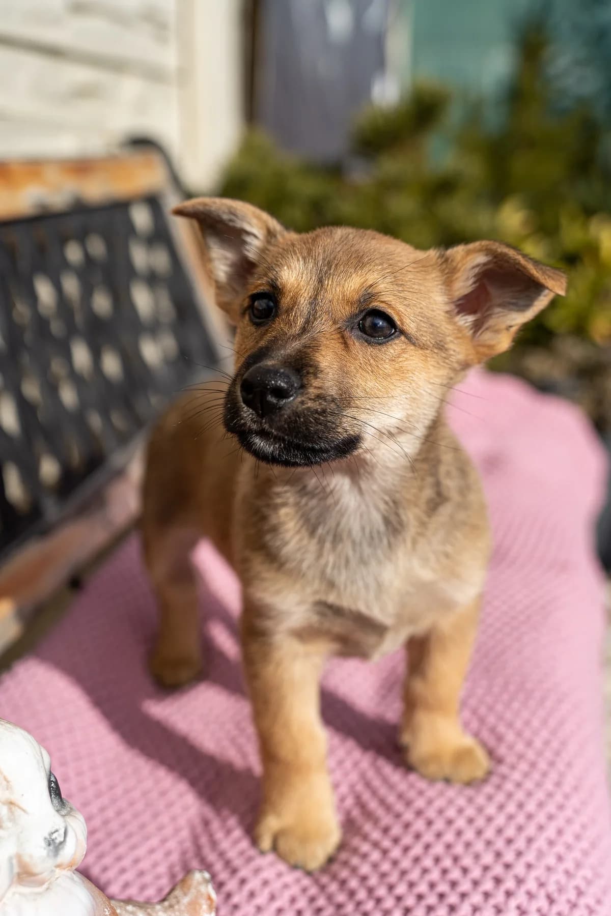 Puri, male Mixed Breed for adoption at Cesta za domovom — photo 7 of 11