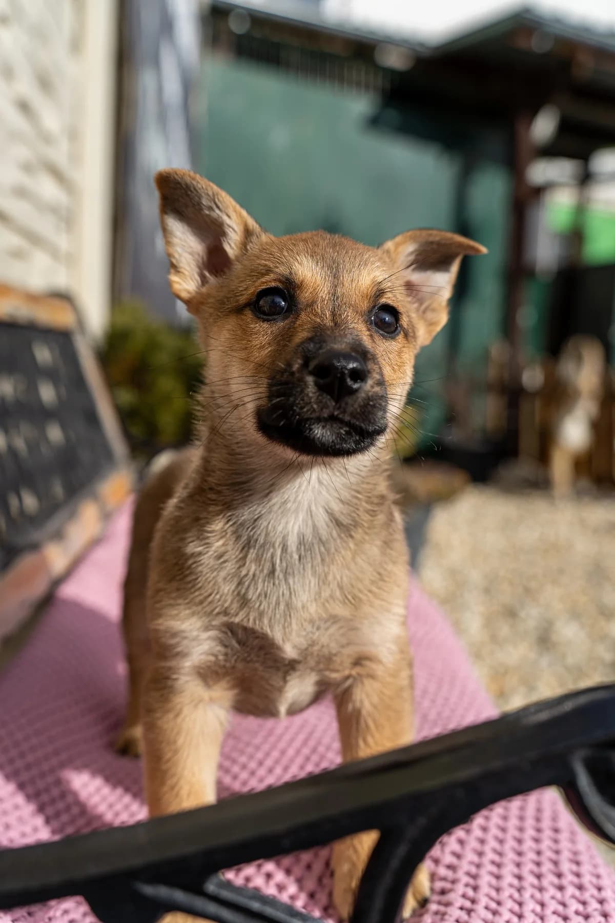 Puri, male Mixed Breed for adoption at Cesta za domovom — photo 8 of 11