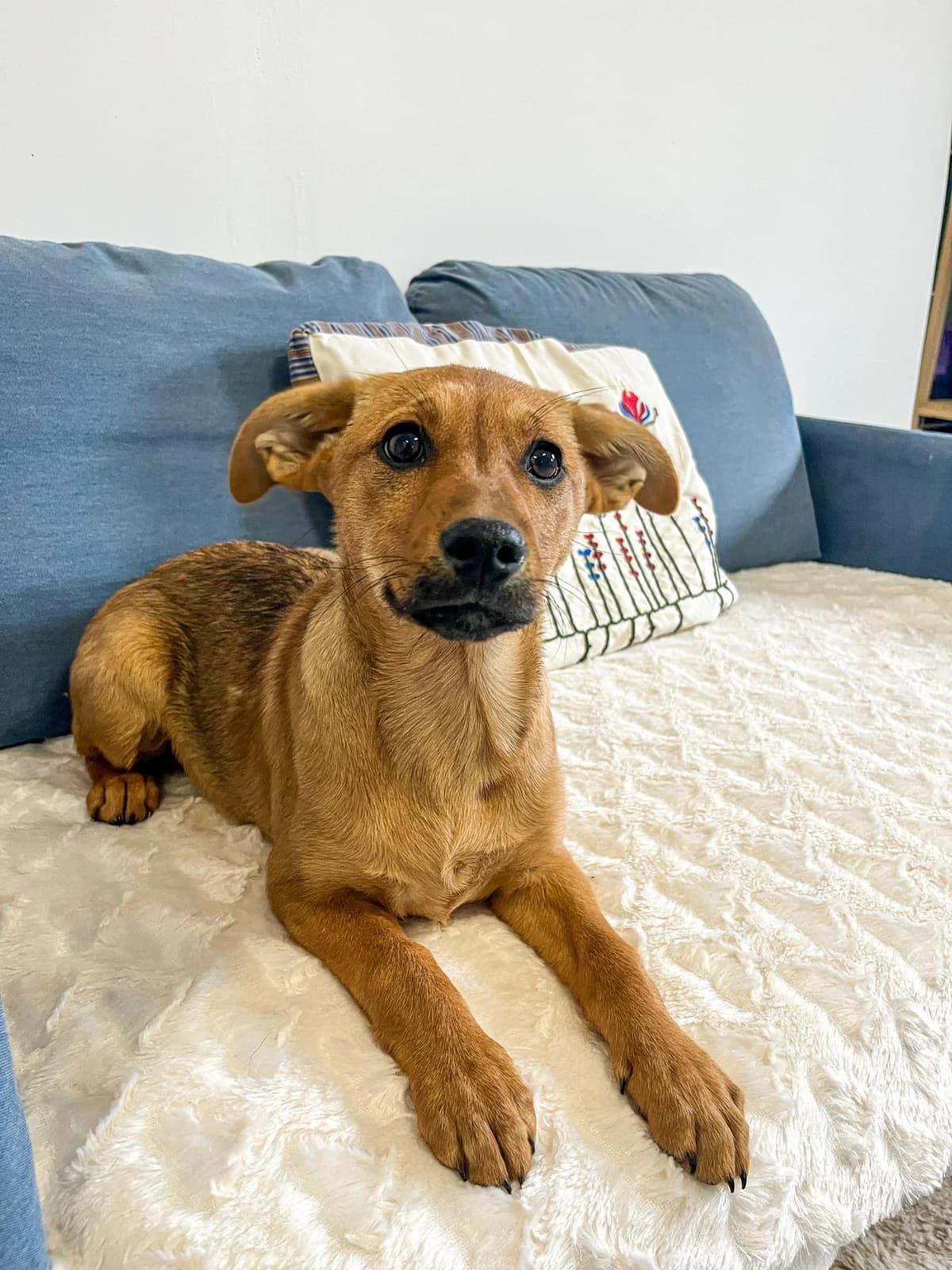 Rajma, female Mixed Breed for adoption at Cesta za domovom