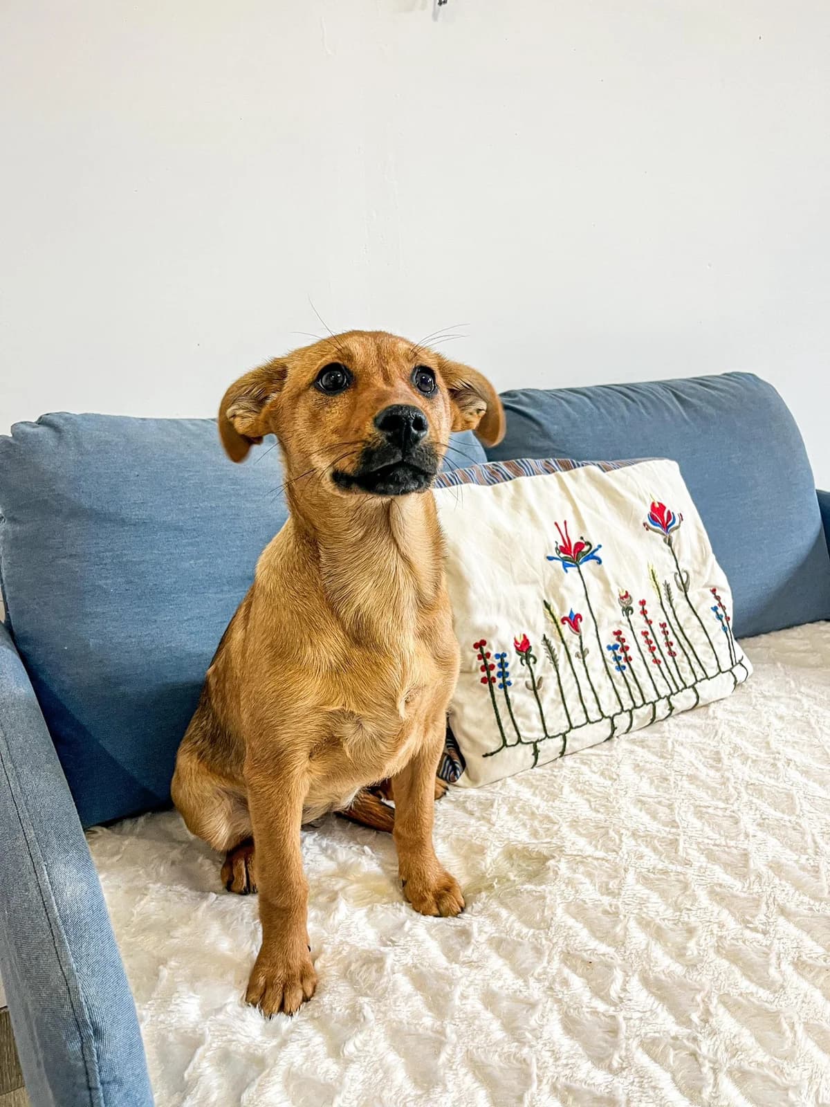 Rajma, female Mixed Breed for adoption at Cesta za domovom — photo 2 of 13