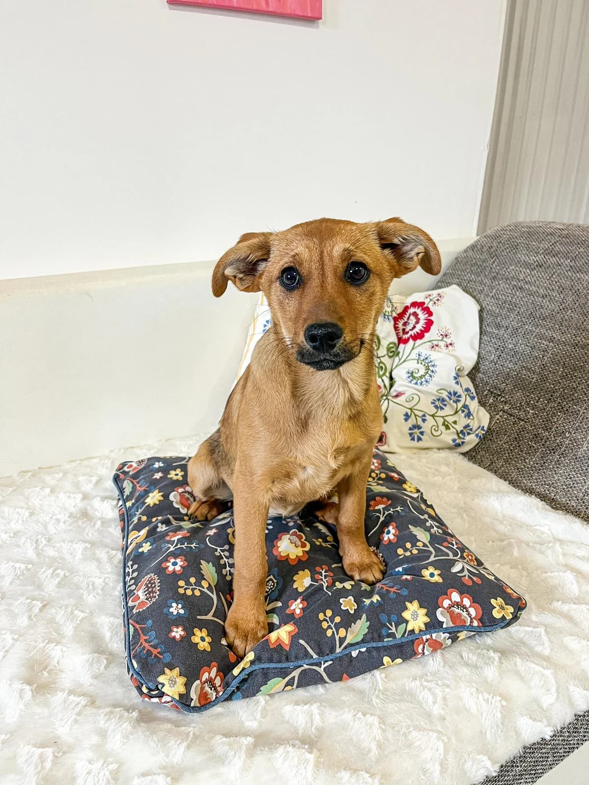 Rajma, female Mixed Breed for adoption at Cesta za domovom — photo 3 of 13