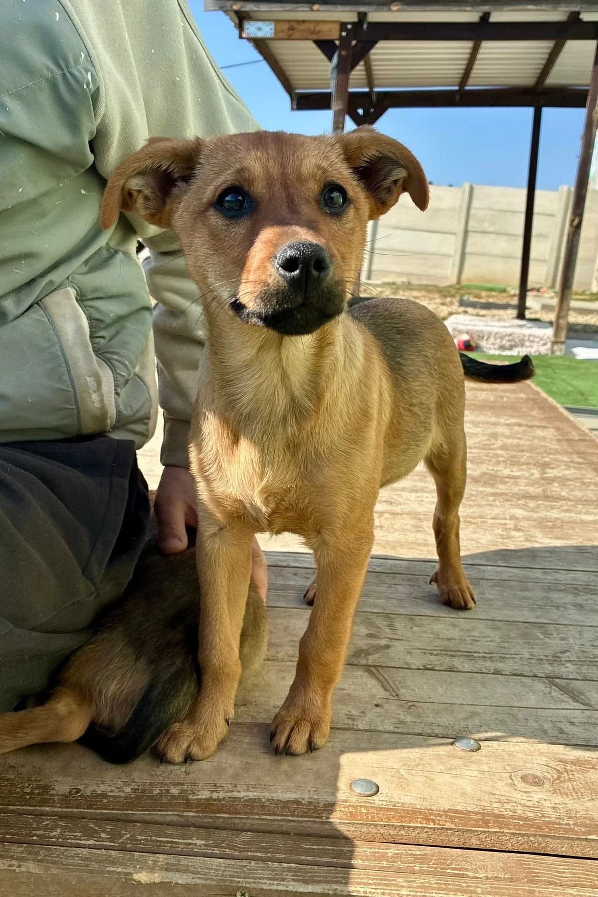 Rajma, female Mixed Breed for adoption at Cesta za domovom — photo 4 of 13