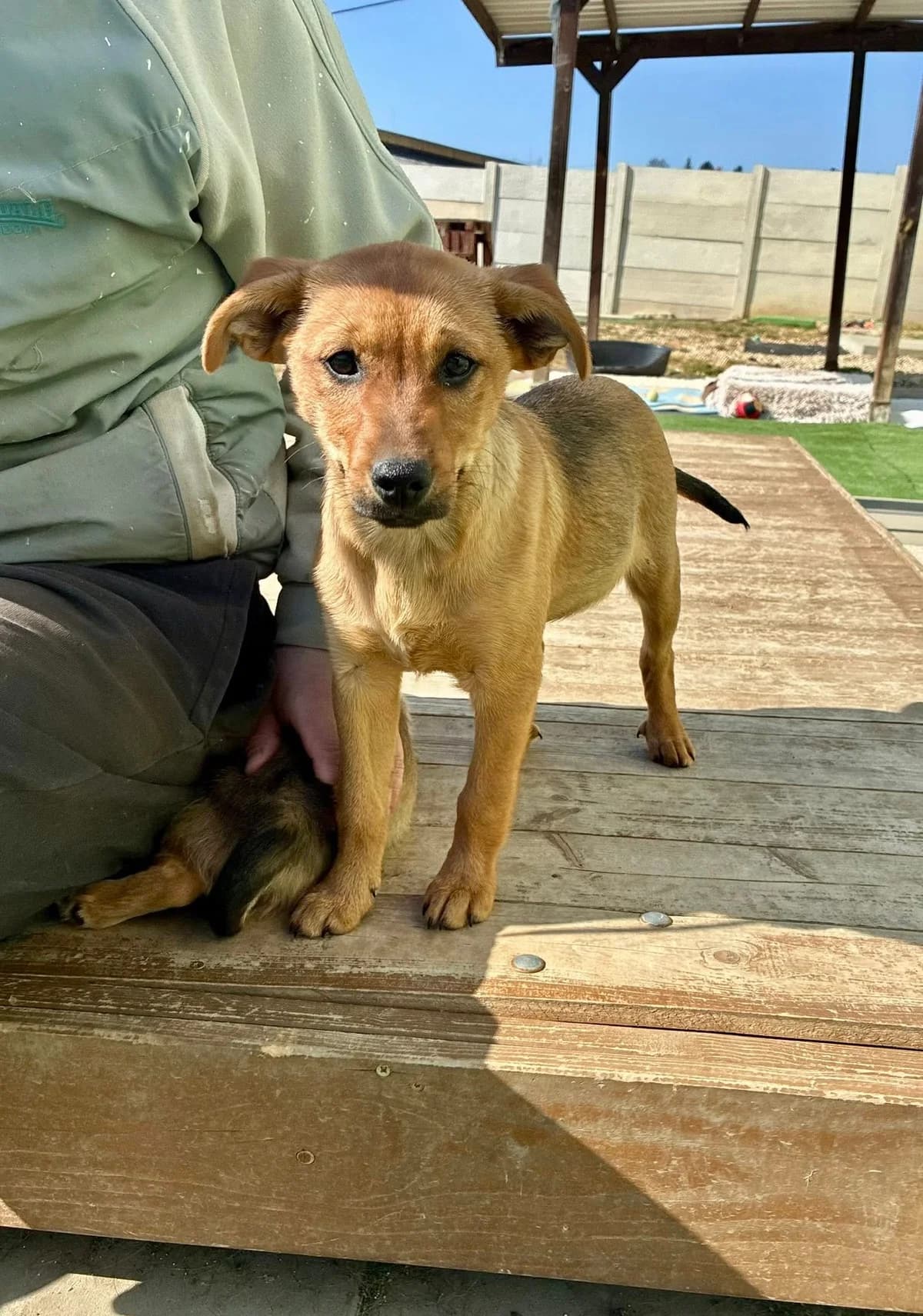 Rajma, female Mixed Breed for adoption at Cesta za domovom — photo 5 of 13