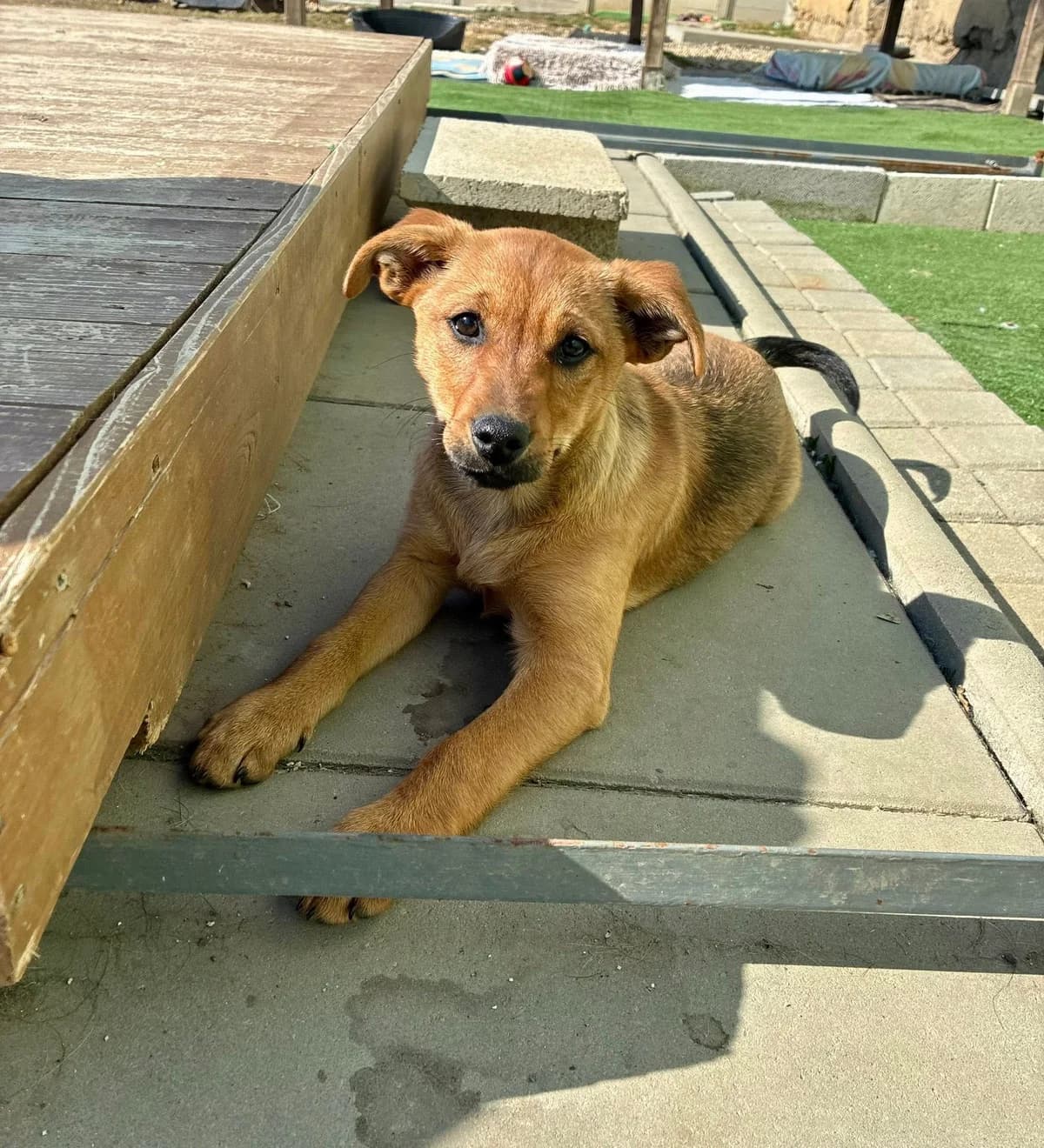 Rajma, female Mixed Breed for adoption at Cesta za domovom — photo 6 of 13