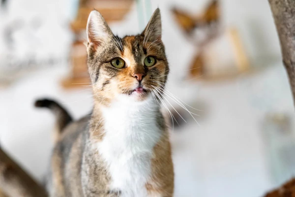 Ramona, female Mixed Breed for adoption at Cesta za domovom