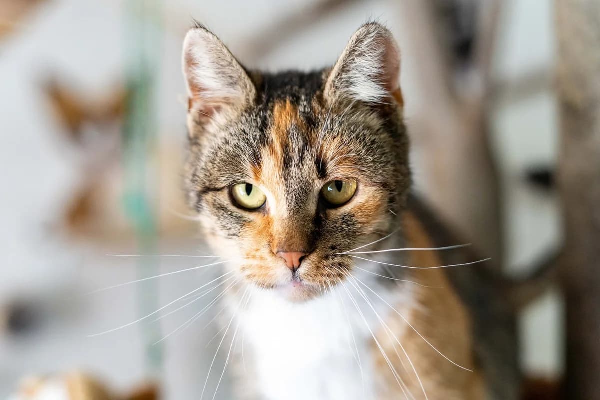 Ramona, female Mixed Breed for adoption at Cesta za domovom — photo 2 of 13