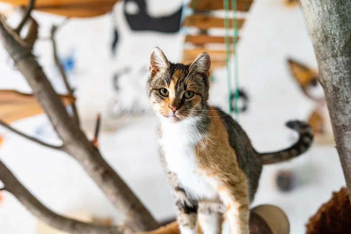 Ramona, female Mixed Breed for adoption at Cesta za domovom — photo 3 of 13