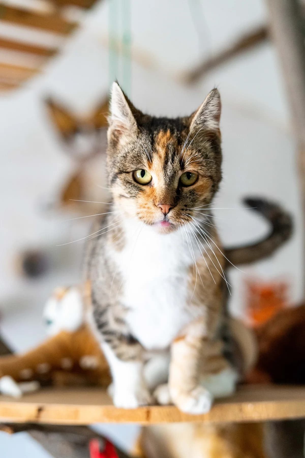 Ramona, female Mixed Breed for adoption at Cesta za domovom — photo 4 of 13