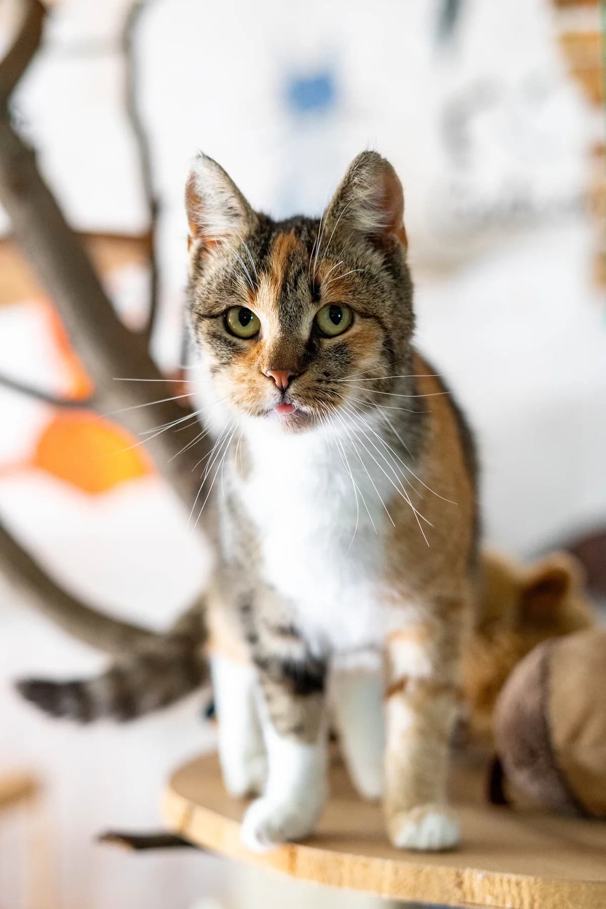 Ramona, female Mixed Breed for adoption at Cesta za domovom — photo 5 of 13