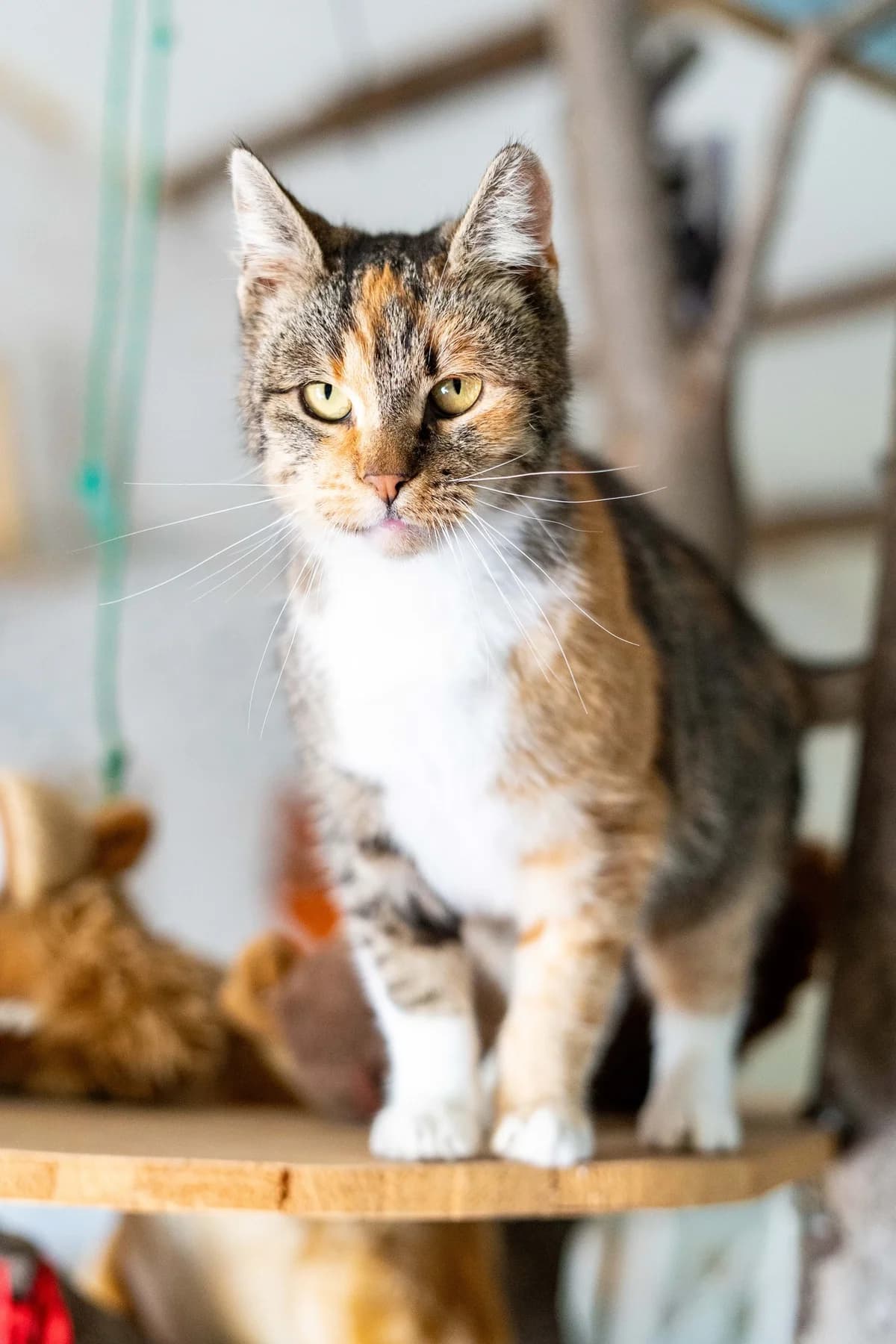 Ramona, female Mixed Breed for adoption at Cesta za domovom — photo 6 of 13