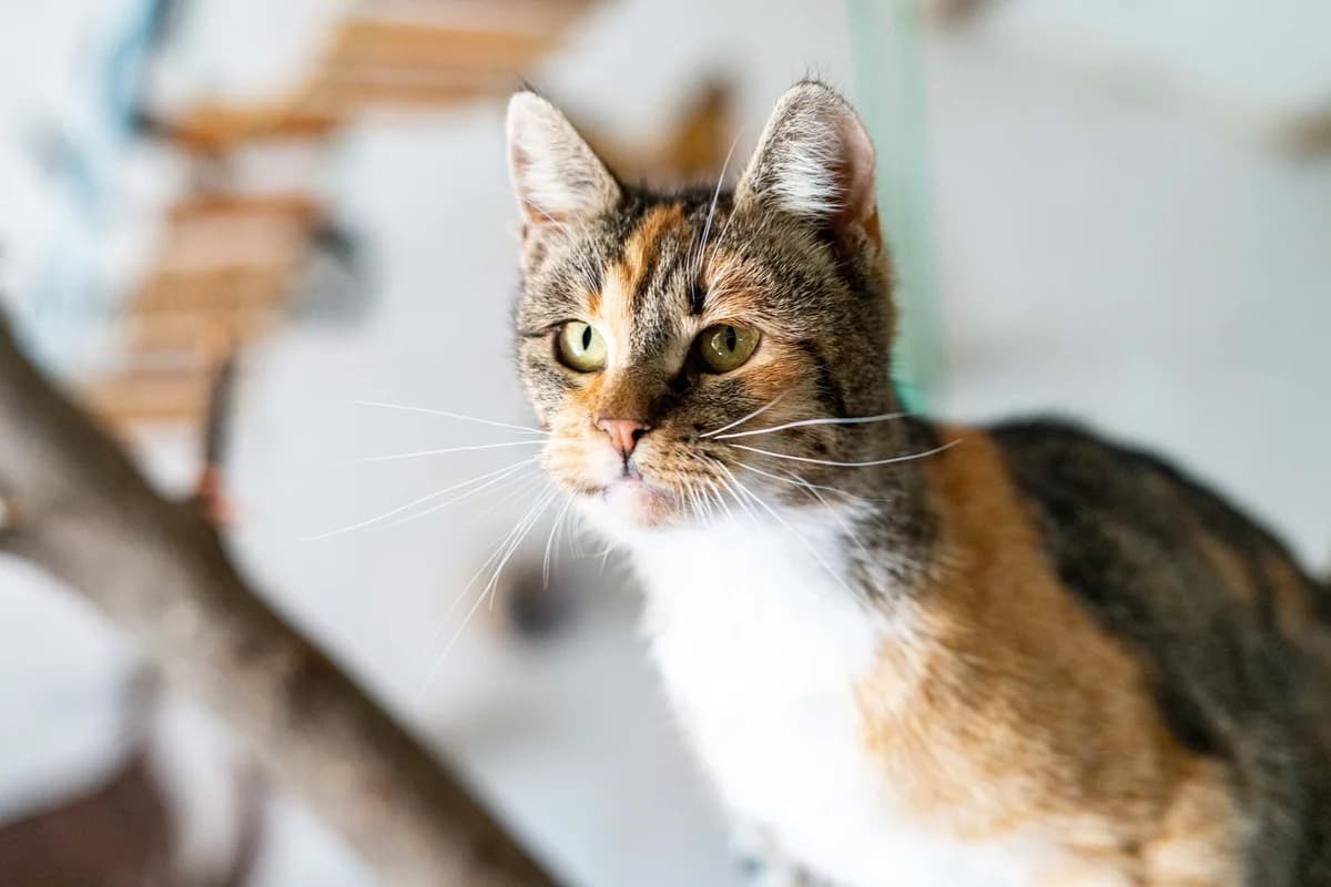 Ramona, female Mixed Breed for adoption at Cesta za domovom — photo 7 of 13