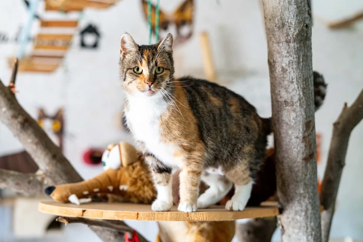 Ramona, female Mixed Breed for adoption at Cesta za domovom — photo 8 of 13