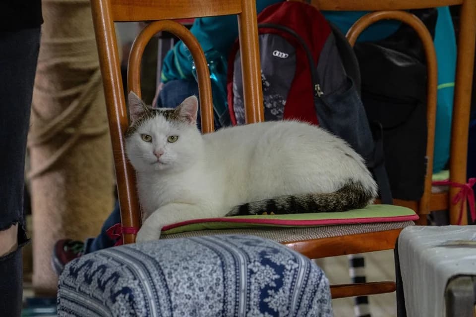 Romualdo, male senior Mixed Breed for adoption at Cesta za domovom