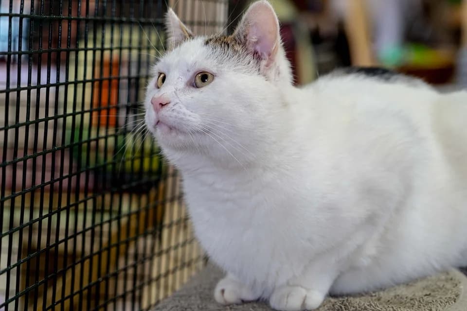 Romualdo, male Mixed Breed for adoption at Cesta za domovom — photo 2 of 24