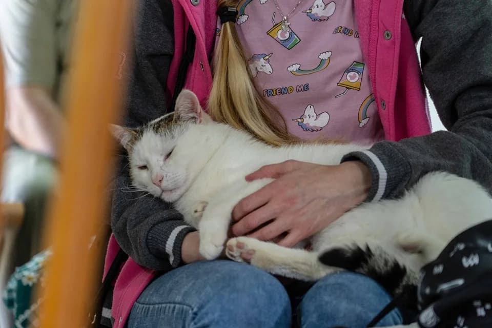 Romualdo, male Mixed Breed for adoption at Cesta za domovom — photo 3 of 24