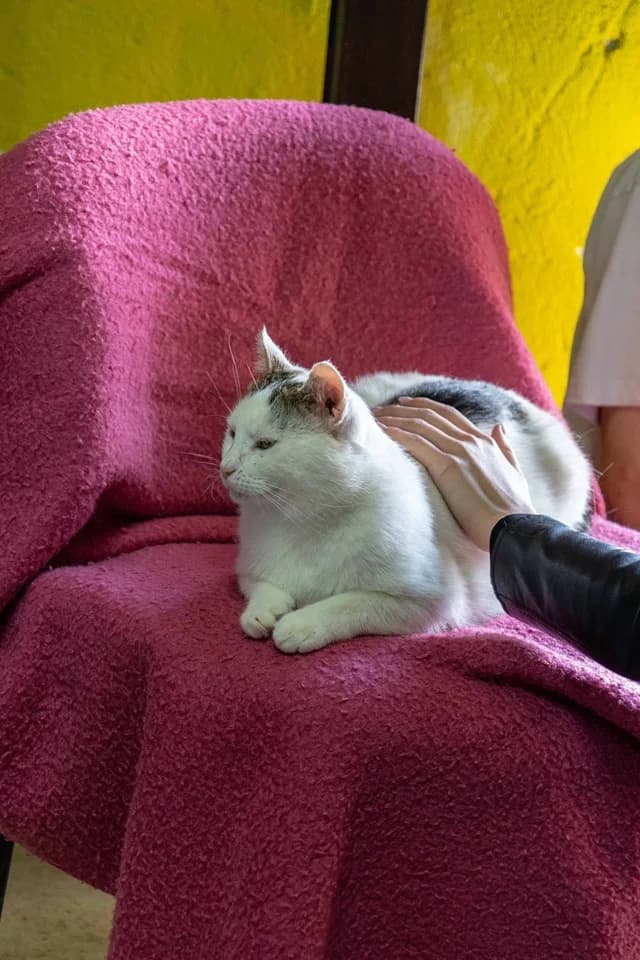 Romualdo, male Mixed Breed for adoption at Cesta za domovom — photo 4 of 24