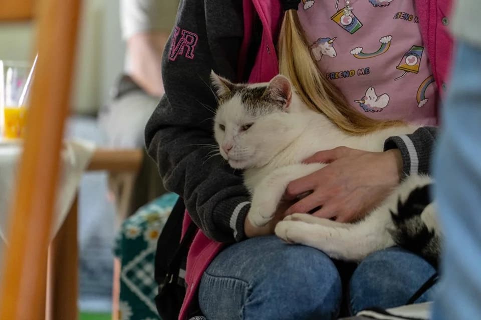 Romualdo, male Mixed Breed for adoption at Cesta za domovom — photo 5 of 24