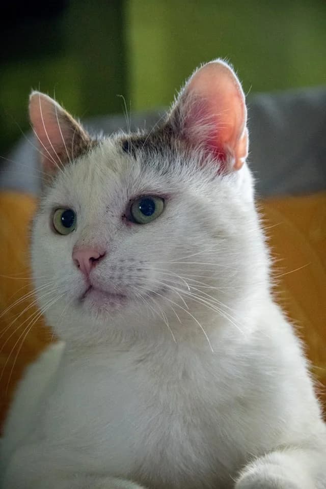 Romualdo, male Mixed Breed for adoption at Cesta za domovom — photo 6 of 24