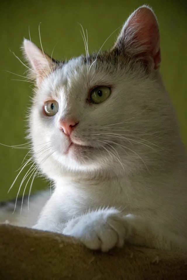 Romualdo, male Mixed Breed for adoption at Cesta za domovom — photo 7 of 24