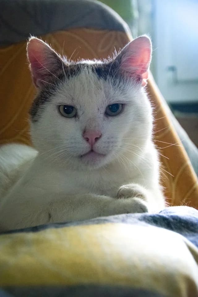 Romualdo, male Mixed Breed for adoption at Cesta za domovom — photo 8 of 24