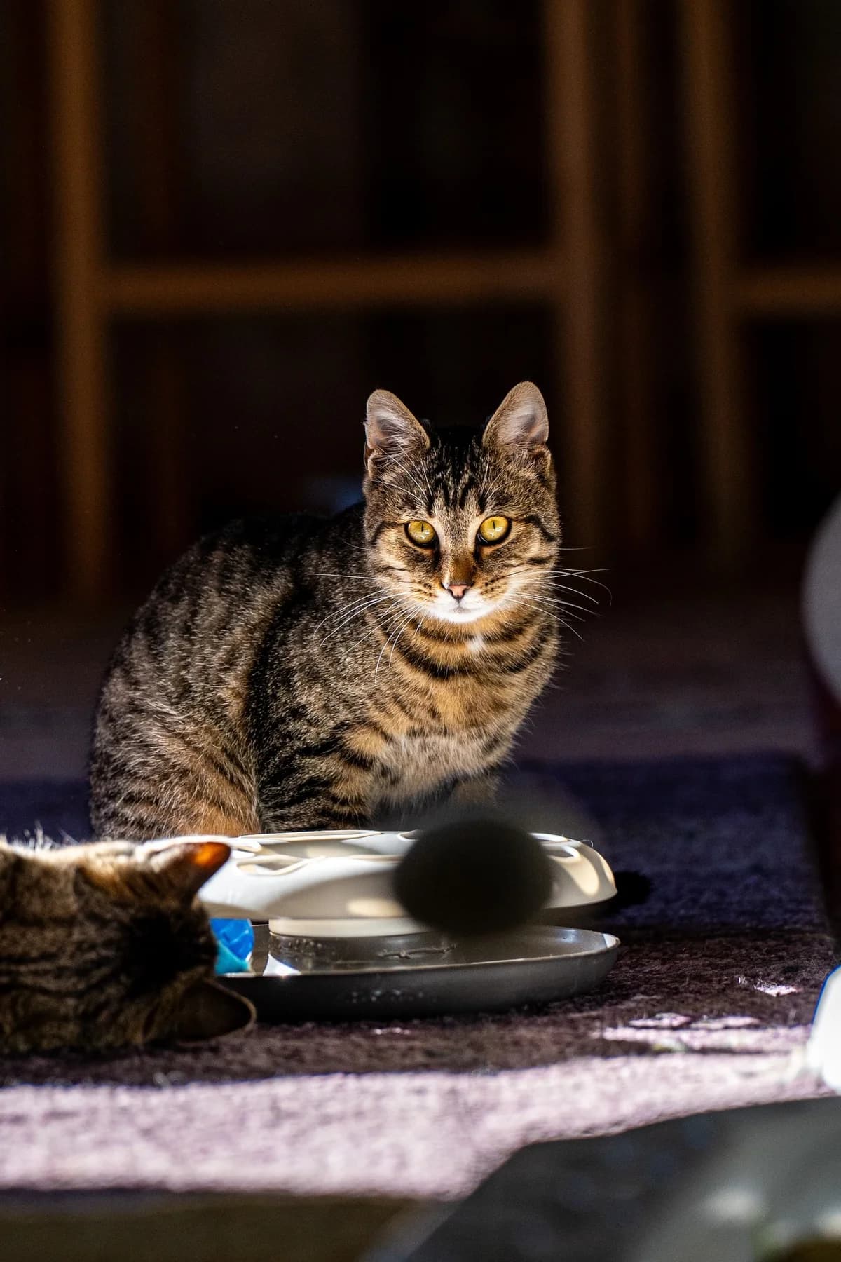 Sergej, male Mixed Breed for adoption at Cesta za domovom