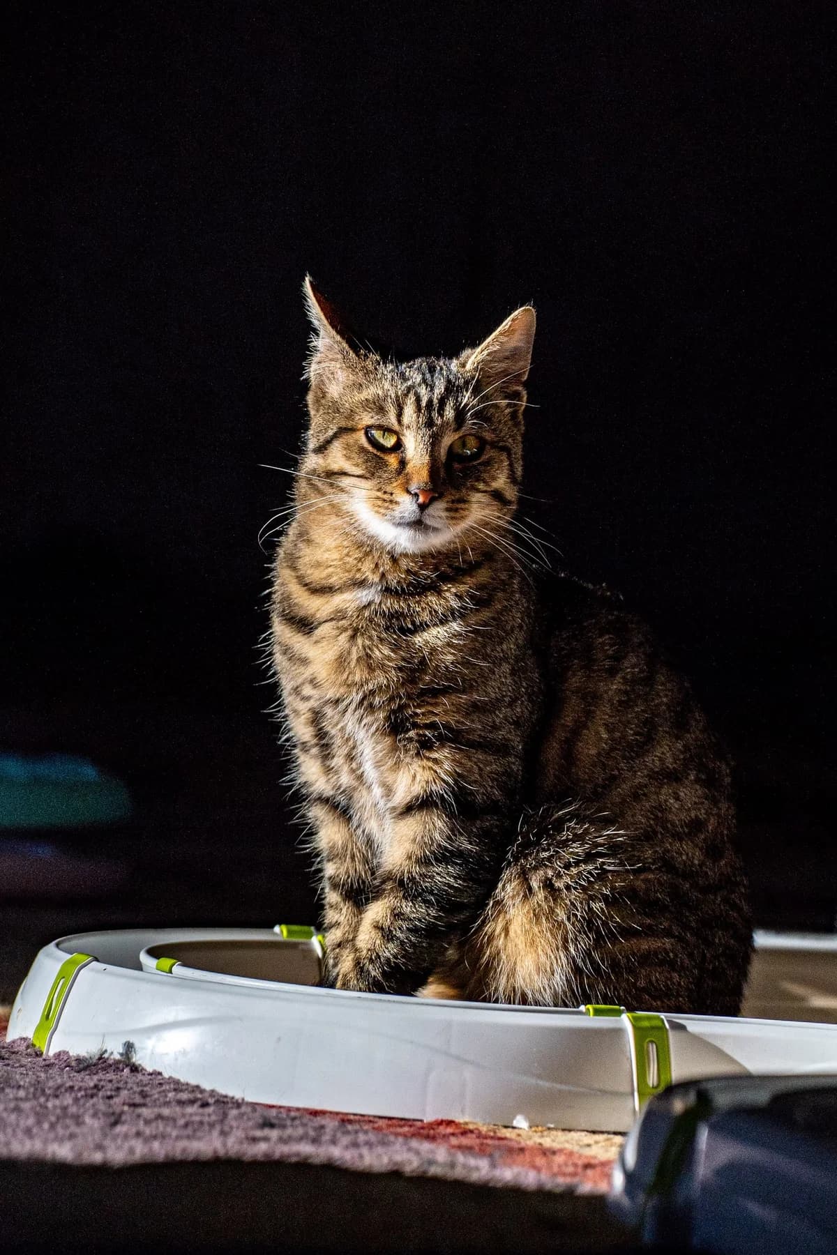 Sergej, male Mixed Breed for adoption at Cesta za domovom — photo 2 of 9