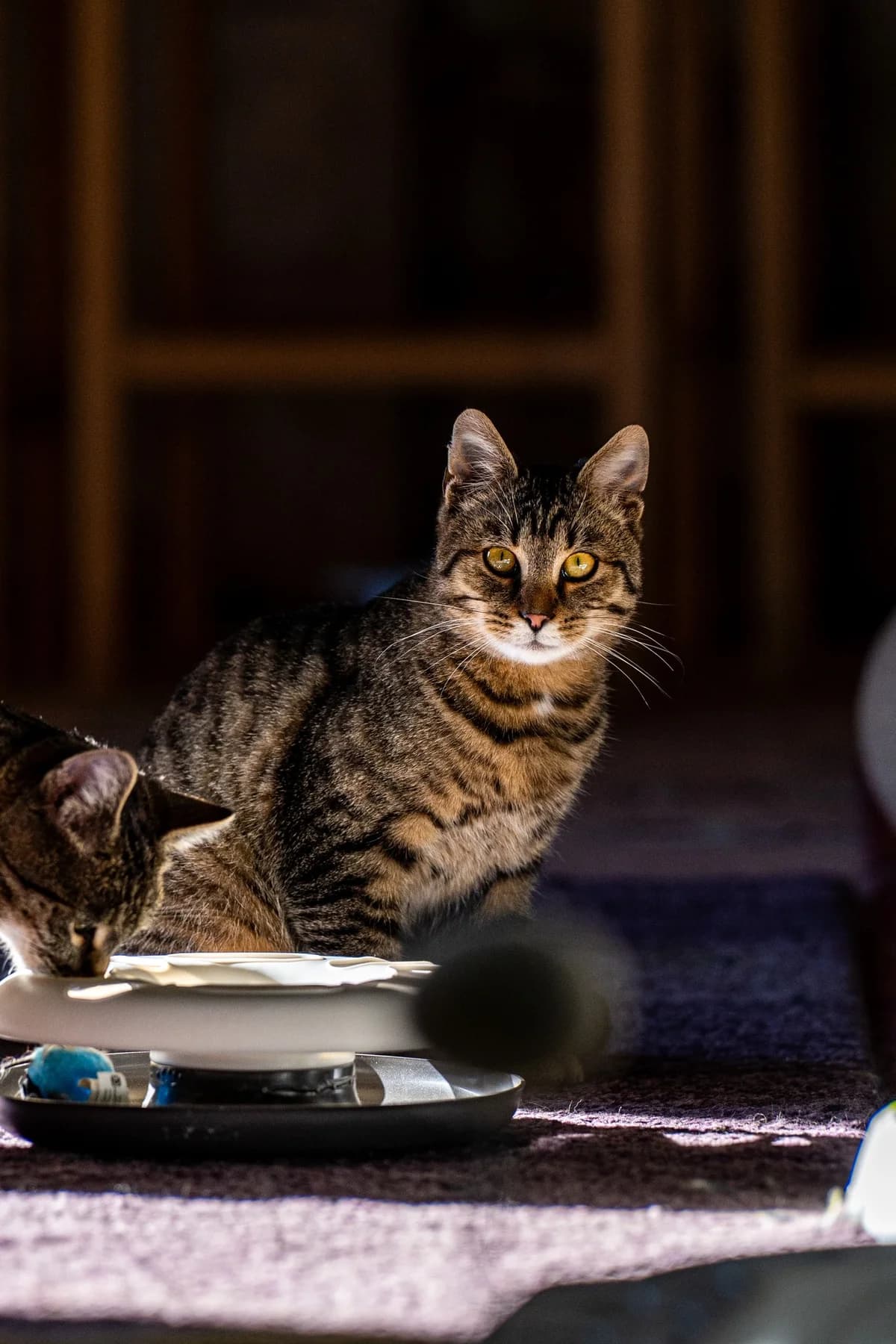 Sergej, male Mixed Breed for adoption at Cesta za domovom — photo 3 of 9