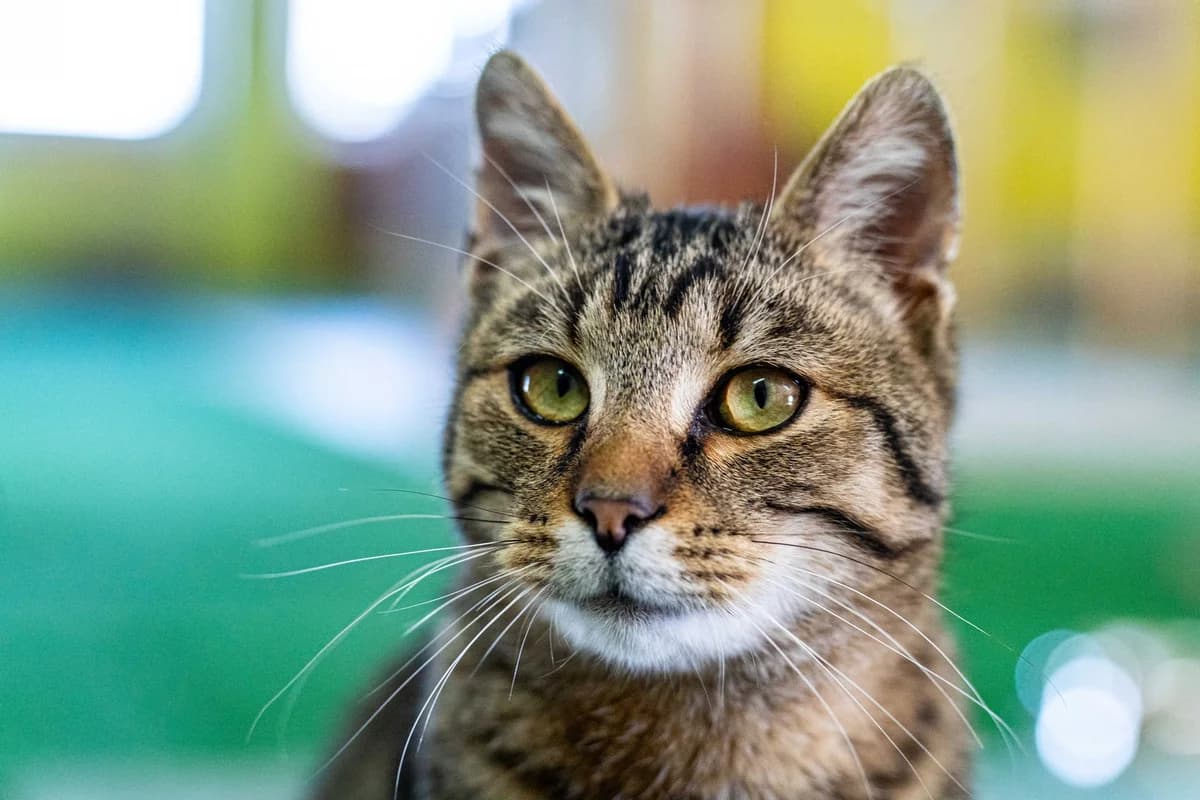 Sergej, male Mixed Breed for adoption at Cesta za domovom — photo 4 of 9