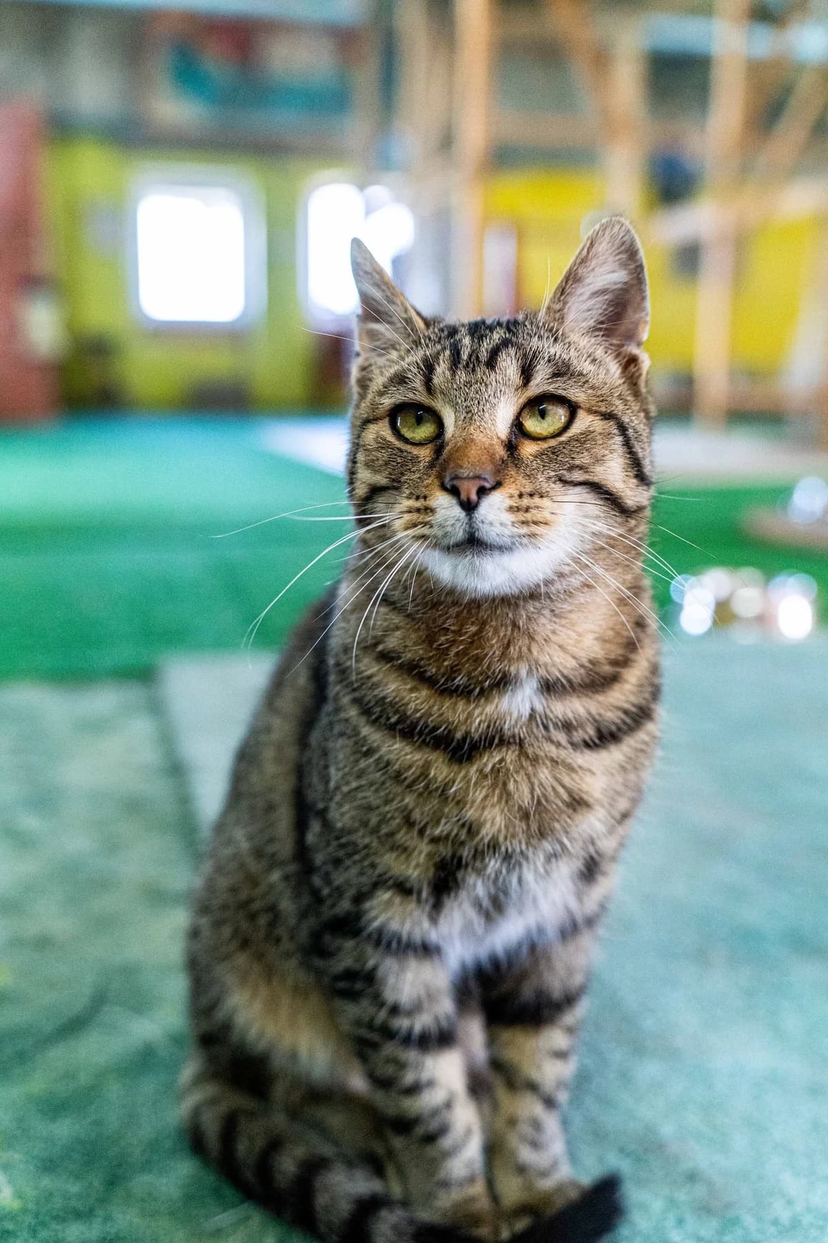Sergej, male Mixed Breed for adoption at Cesta za domovom — photo 5 of 9