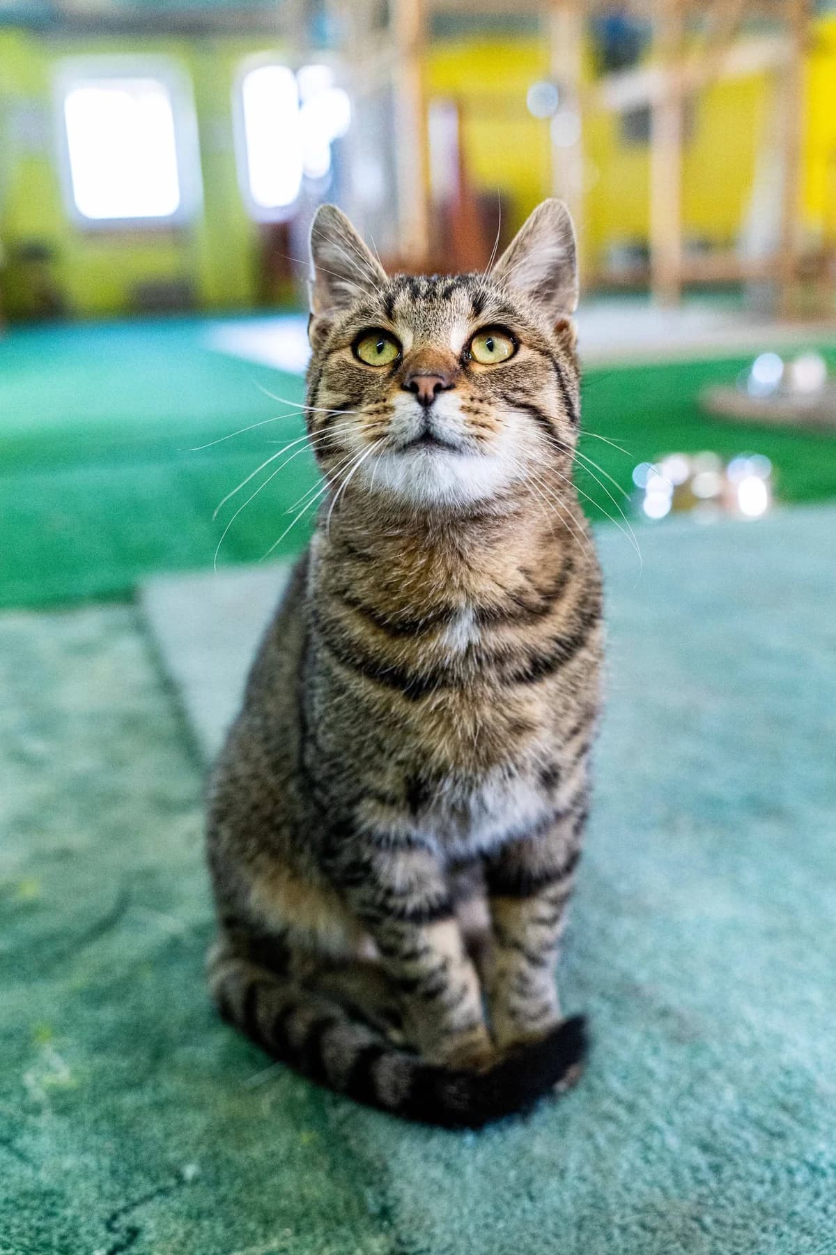 Sergej, male Mixed Breed for adoption at Cesta za domovom — photo 6 of 9