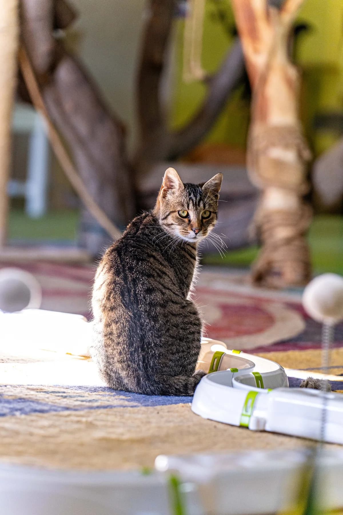 Sergej, male Mixed Breed for adoption at Cesta za domovom — photo 7 of 9