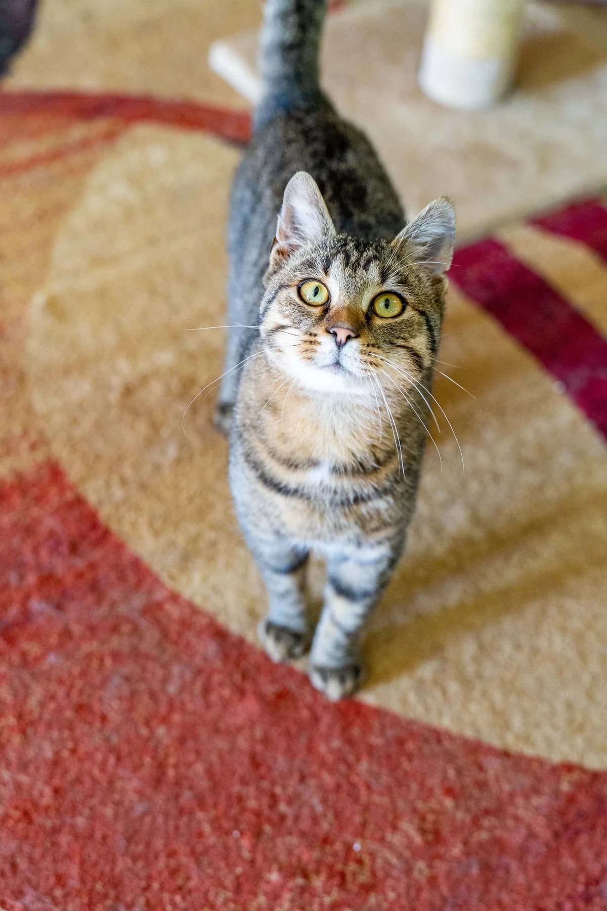 Sergej, male Mixed Breed for adoption at Cesta za domovom — photo 8 of 9