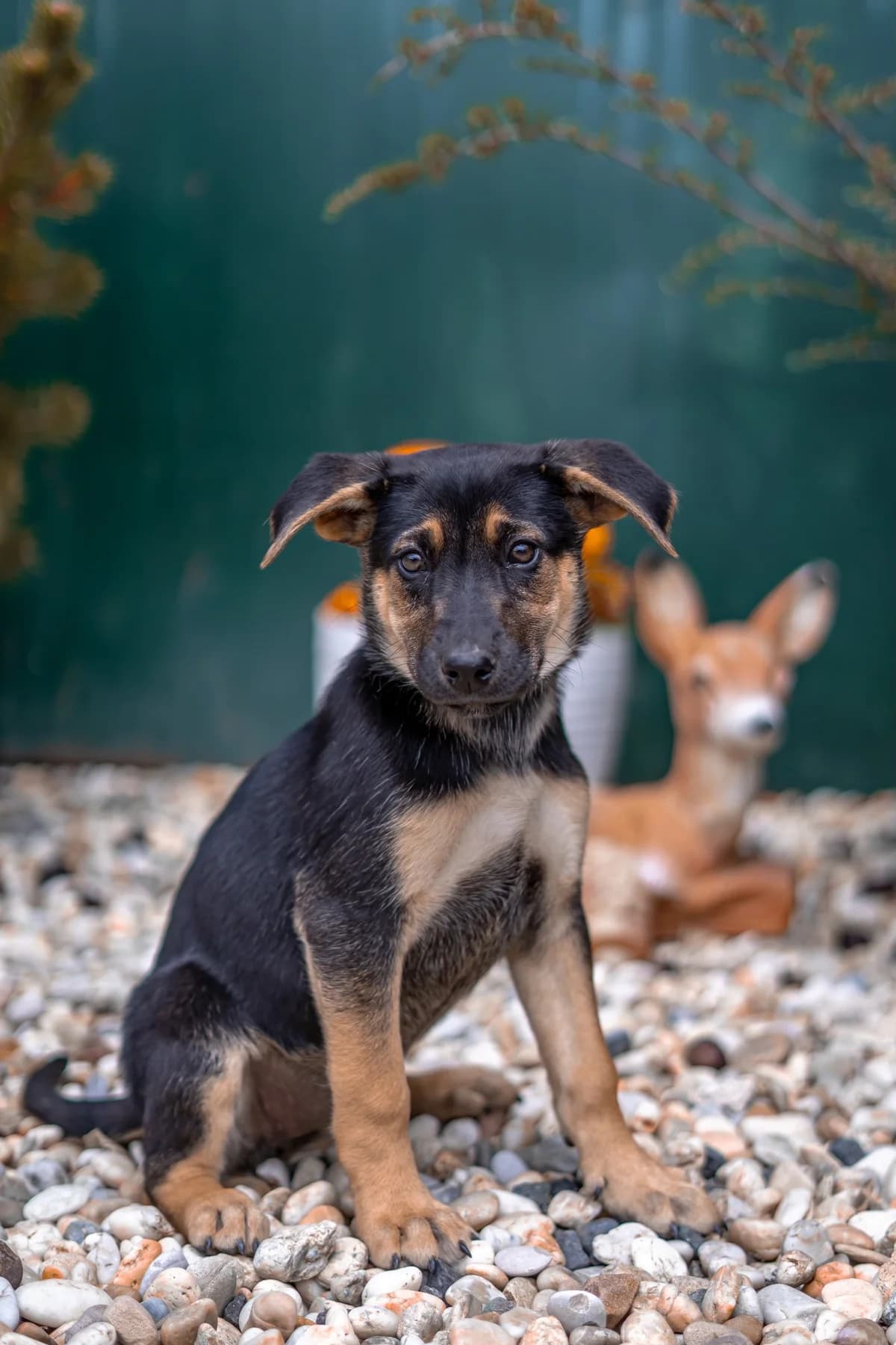 Tahini REZERVE, female young Mixed Breed for adoption at Cesta za domovom